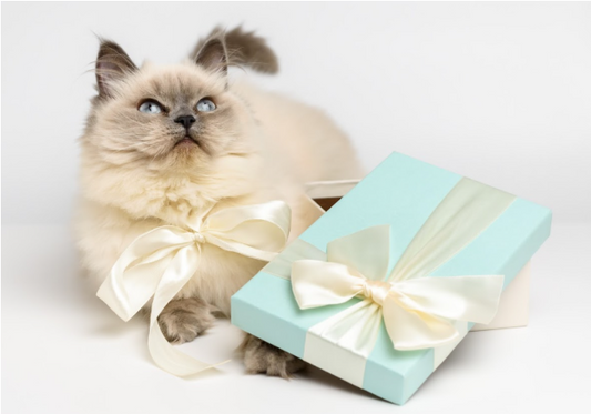 cat-accessories-christmas-gift-box-toys