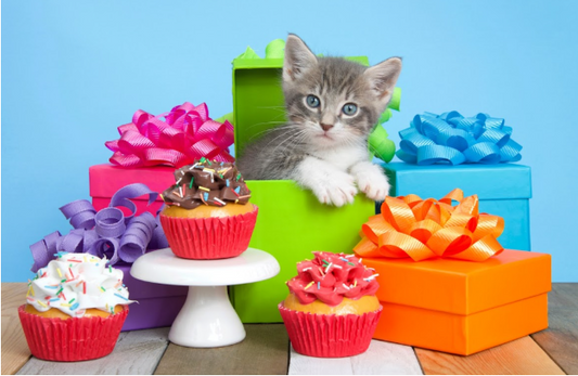 cat-birthday-treats-accessories-toys