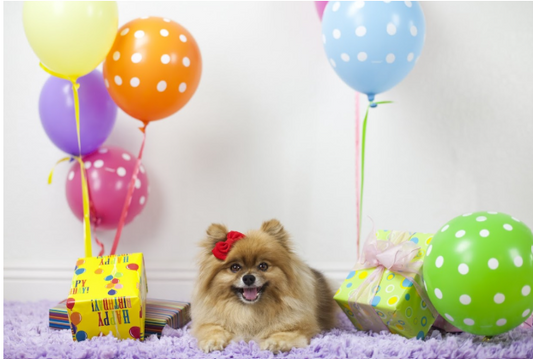 dog-birthday-party-decorations-party-hats