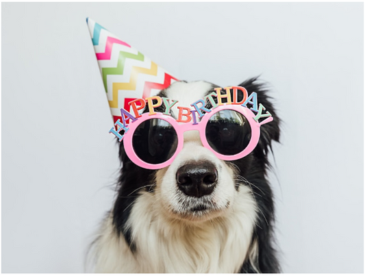 dog-birthday-treats-bandana-toys-cake