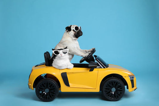 Dog in a pet carrier ready for travel