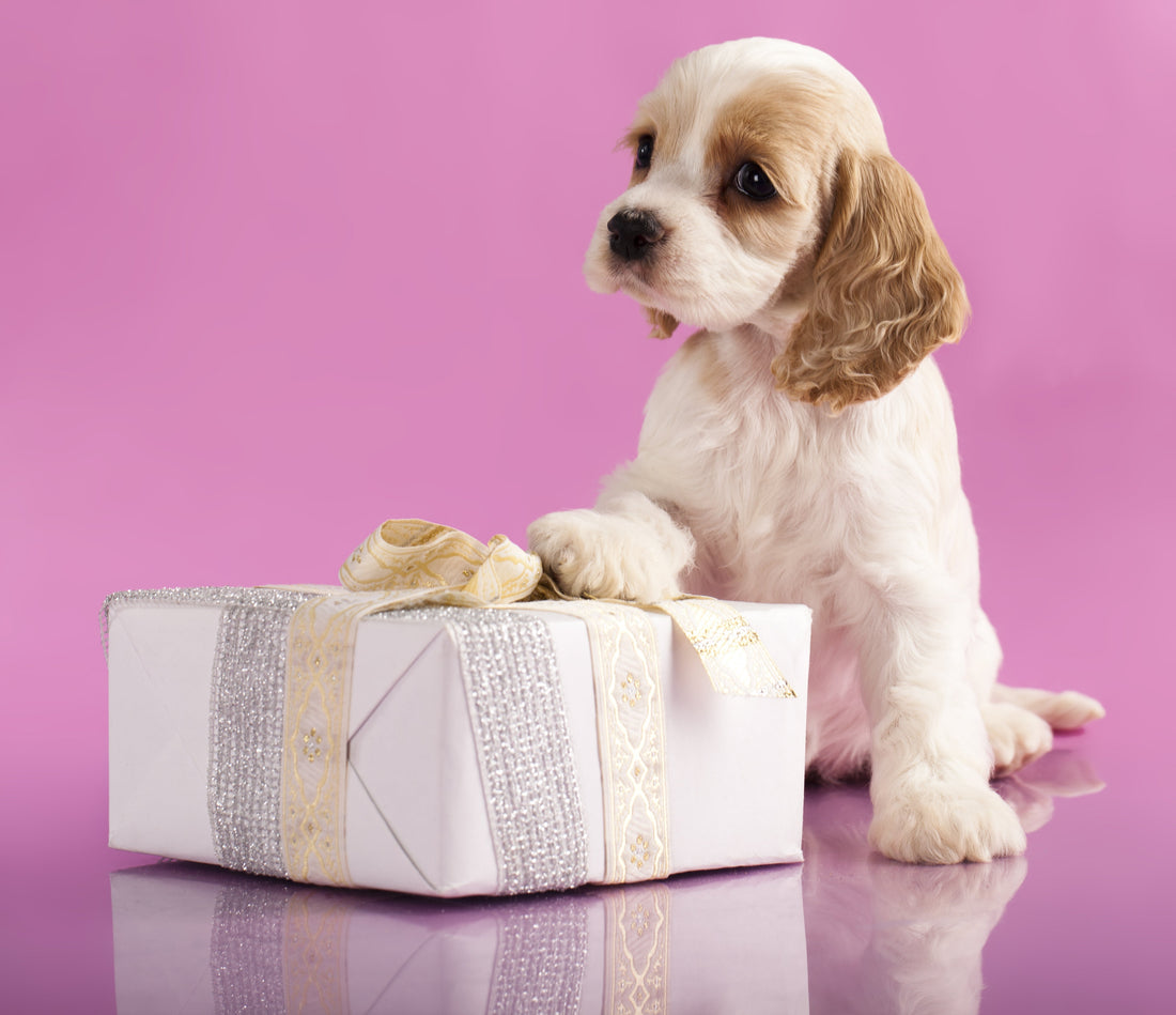 Dog gift box filled with premium dog food, toys, and accessories for a happy pup