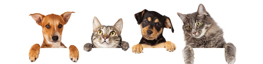 cat and dogs banner