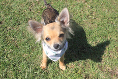 Cactus Bandana (Dog or Cat)