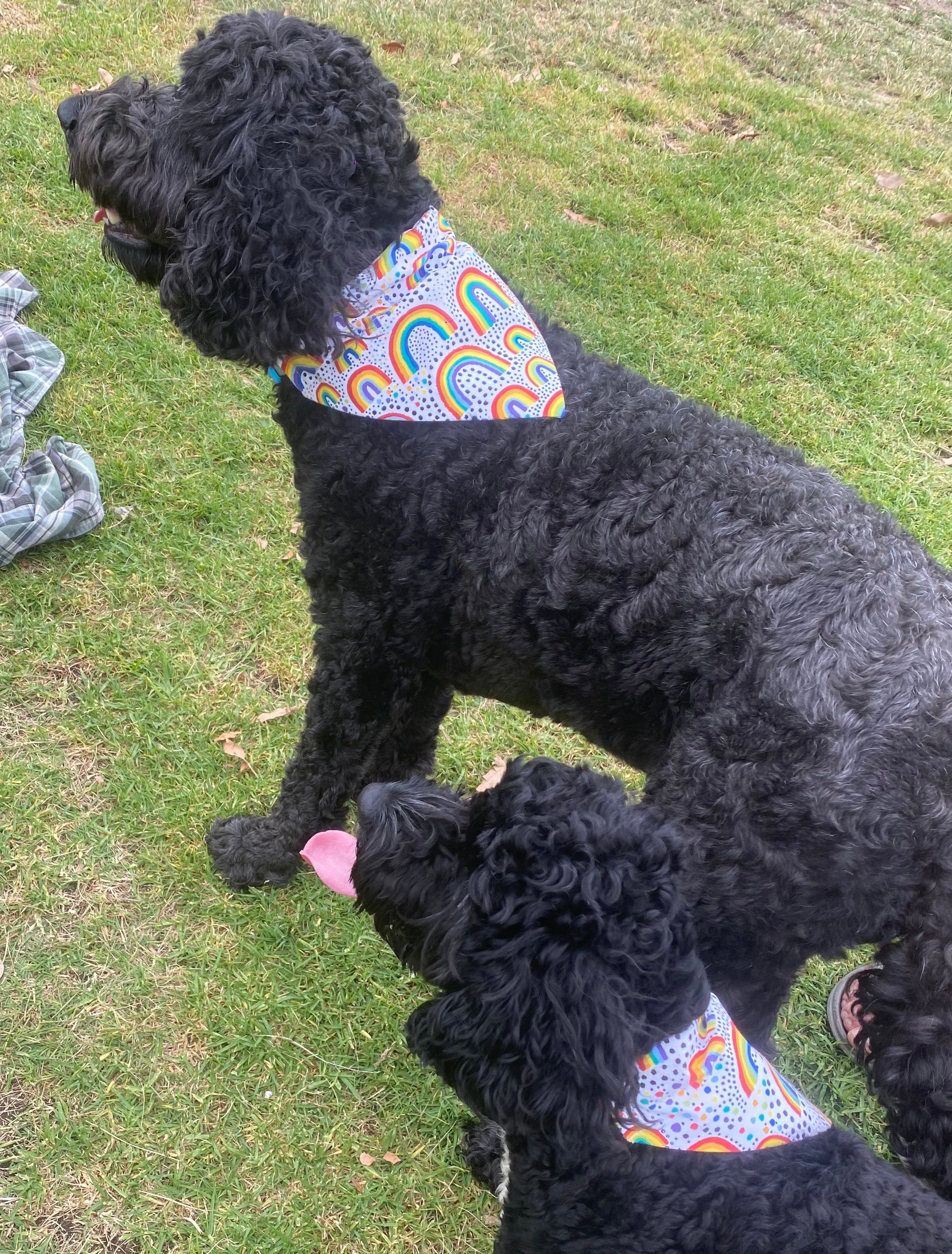 Custom Rainbow Dog Bandana for stylish pets - available in multiple sizes.