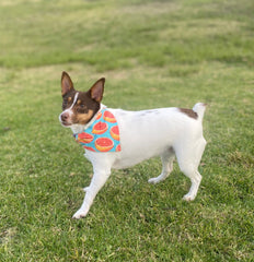 Custom Dog Bandana for pets, stylish and perfect for dogs & cats