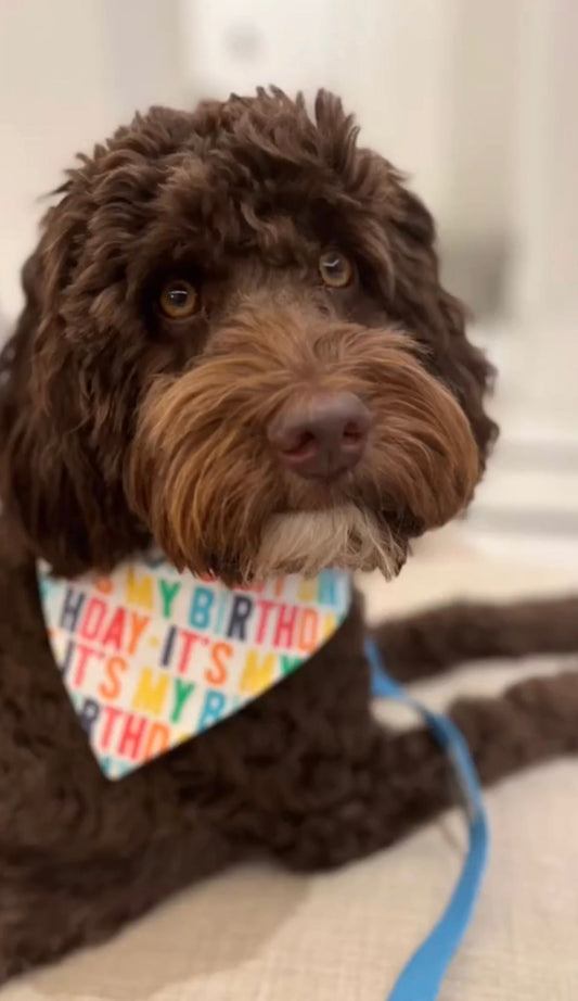 Custom Dog Birthday Bandana for pets - Celebrate your dog or cat's special day 🎉